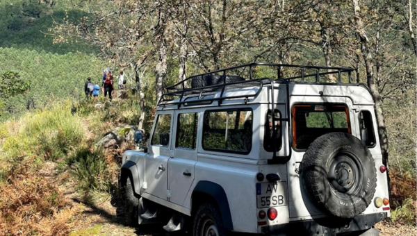 Meet Our Beloved Team of Land Rovers